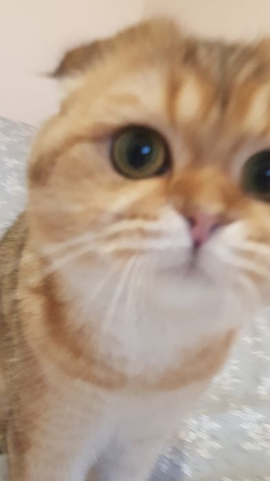 Шукаємо кота золоту шиншилу на вязку .