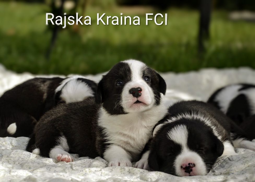 Welsh Corgi Cardigan Zima 2025 plany hodowlane