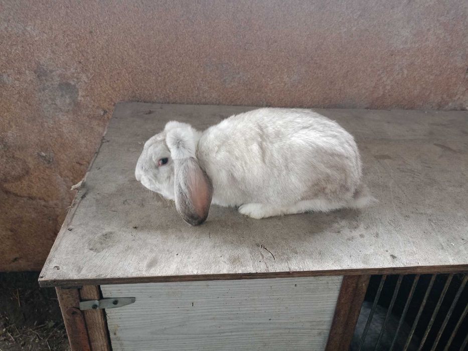 Królik samiec baran francuski