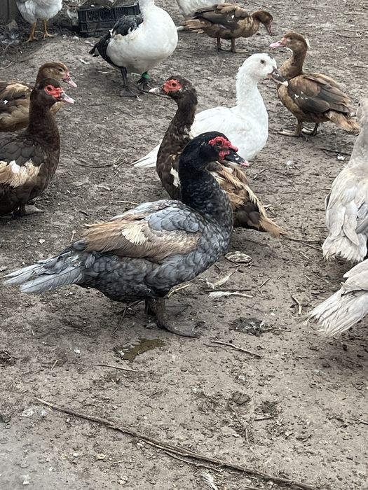 Качки шипуни важка лінія