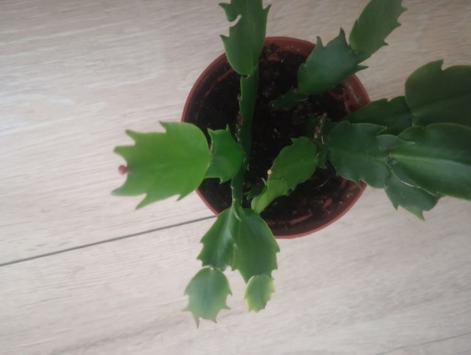 Fiołek afrykański + kalanchoe + grudnik czerwony, biały