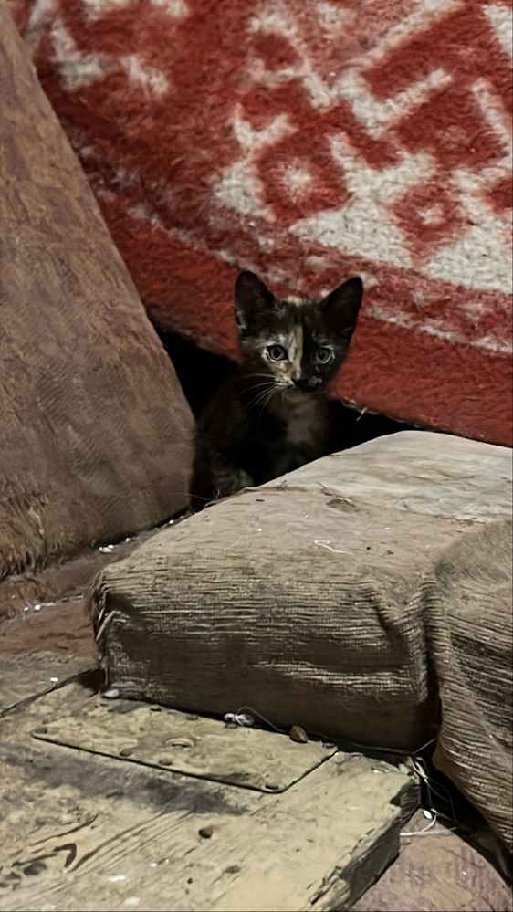 Бесплатно котята