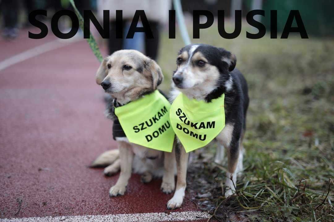 PUSIA - Bezdomna. Jej Pani odeszła na zawsze