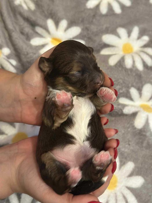 Śliczna Hawanka COCO :)