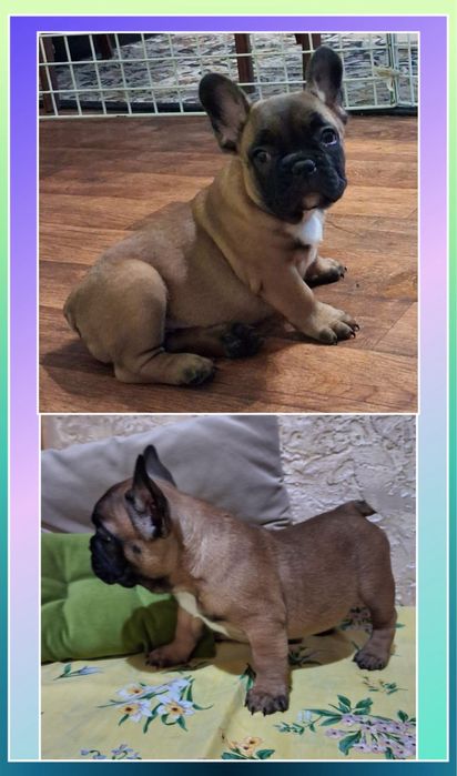 Французики бутузики