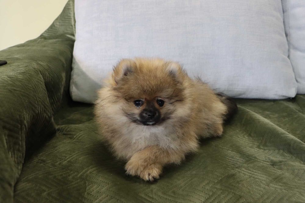 Lulu da pomerânia  com LOP, linhagem Russa, spitz alemão anão