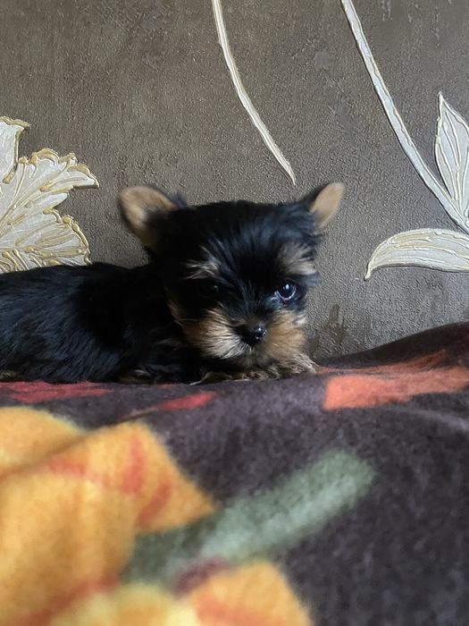 Продажа щенков йорков .