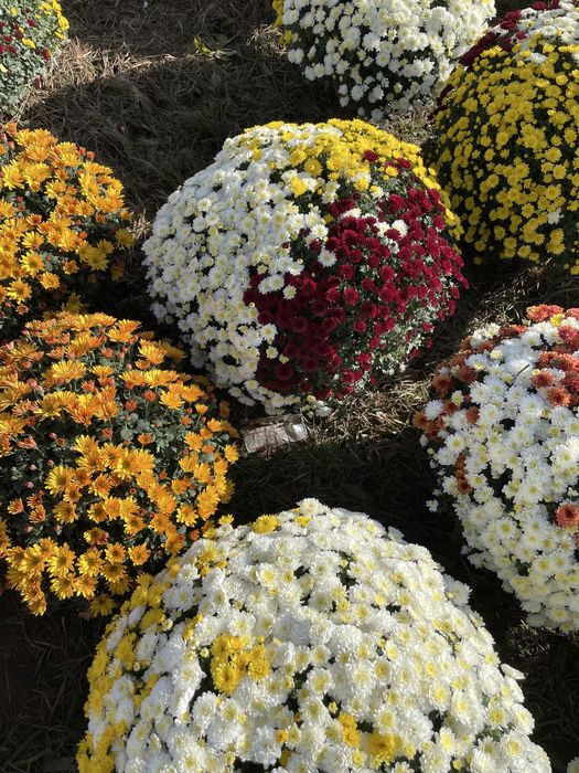 Chryzantemy drobnokwiatowe