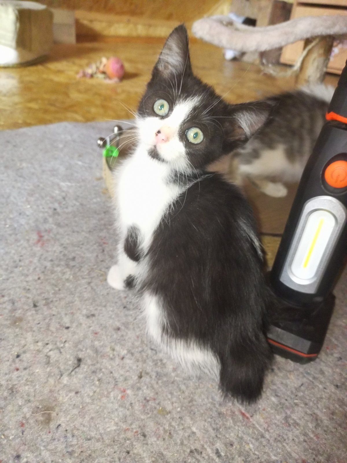 Кошенятка шукають родини