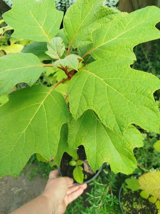 Дуболиста гортензія