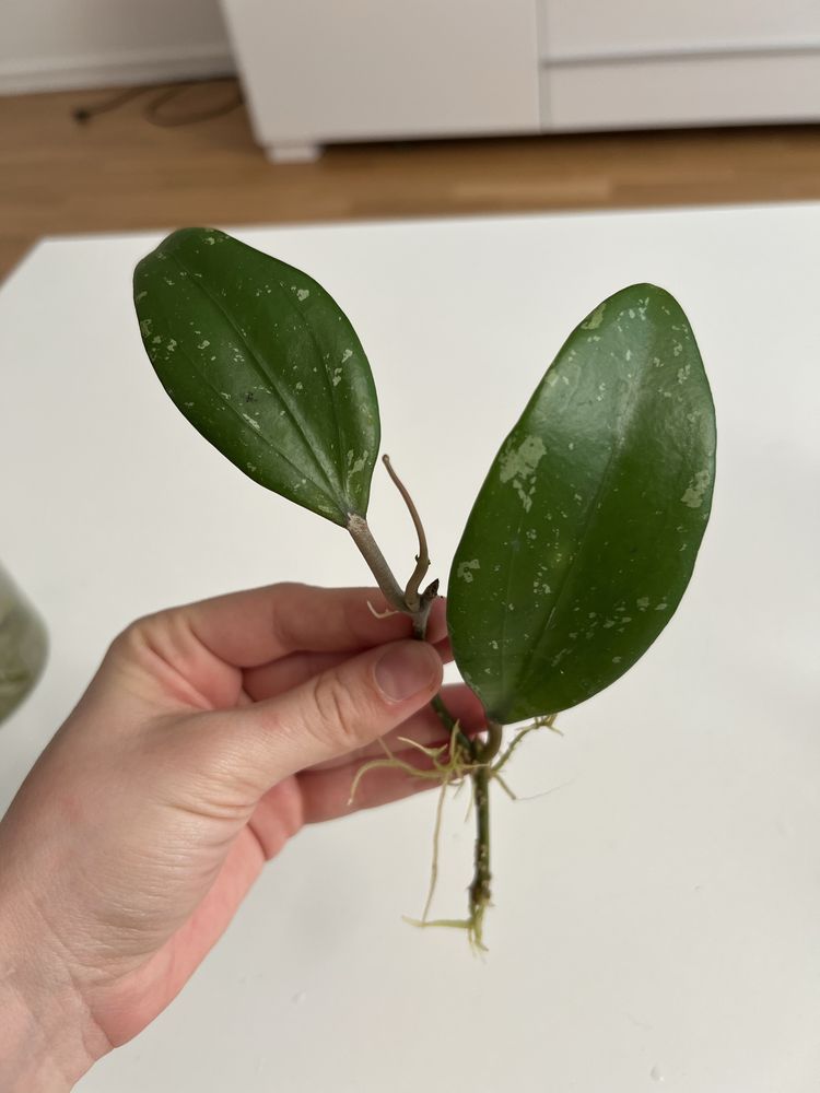 Hoja hoya North of Thailand