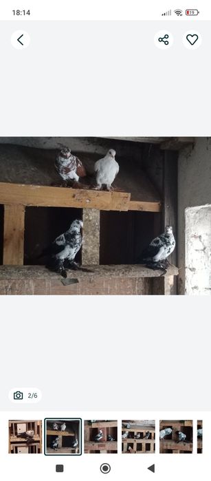 Sprzedam motyle warszawskie