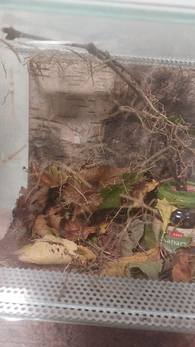 Małe i duże patyczaki za darmo