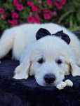 Golden Retriever szczeniak zkwp FCI śląskie