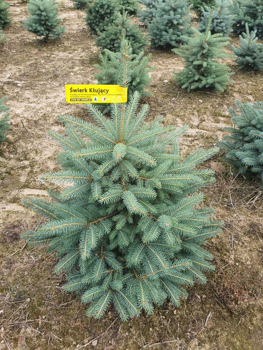 Świerk kłujący cięty 175-250 cm/ w donicy 60-180 cm/ TuChoinki.pl