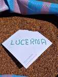 LUCERNA sorgo proso wyka bobik łubin peluszka groch koniczyna rzodkiew