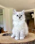 Ragdoll FPL kotka z prawami hodowlanymi