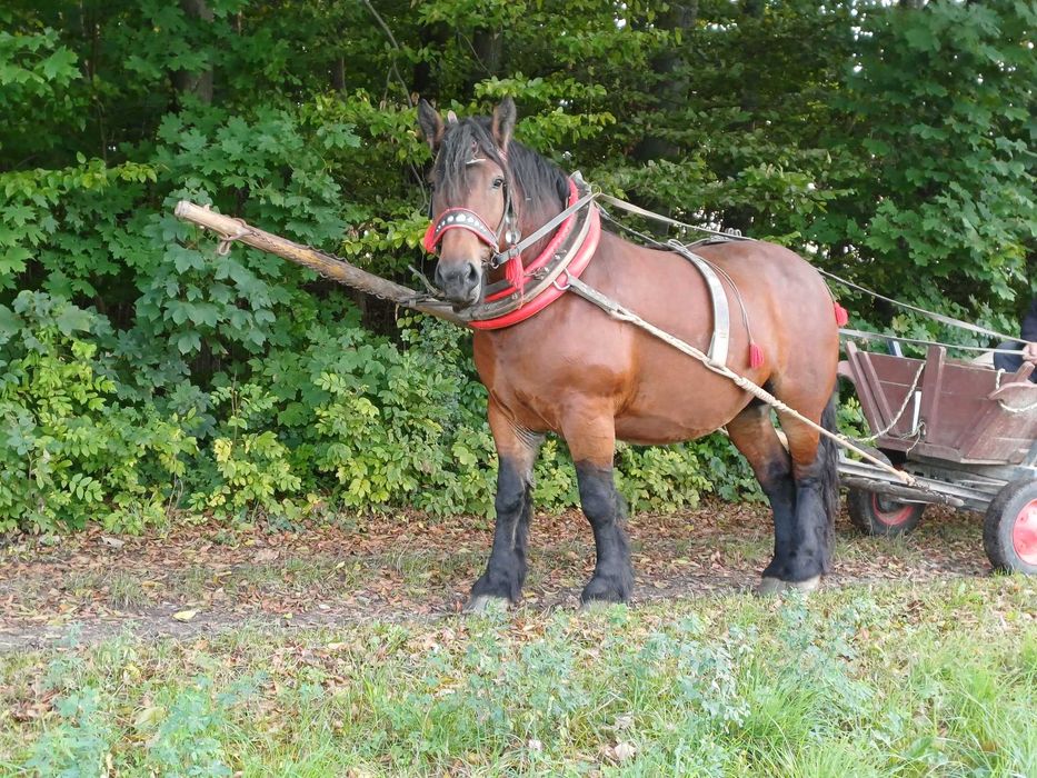 OAZA SPOKOJU Źrebna Klacz zimnokrwista księga główna