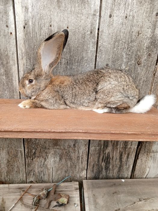 Sprzedam Samca Belga