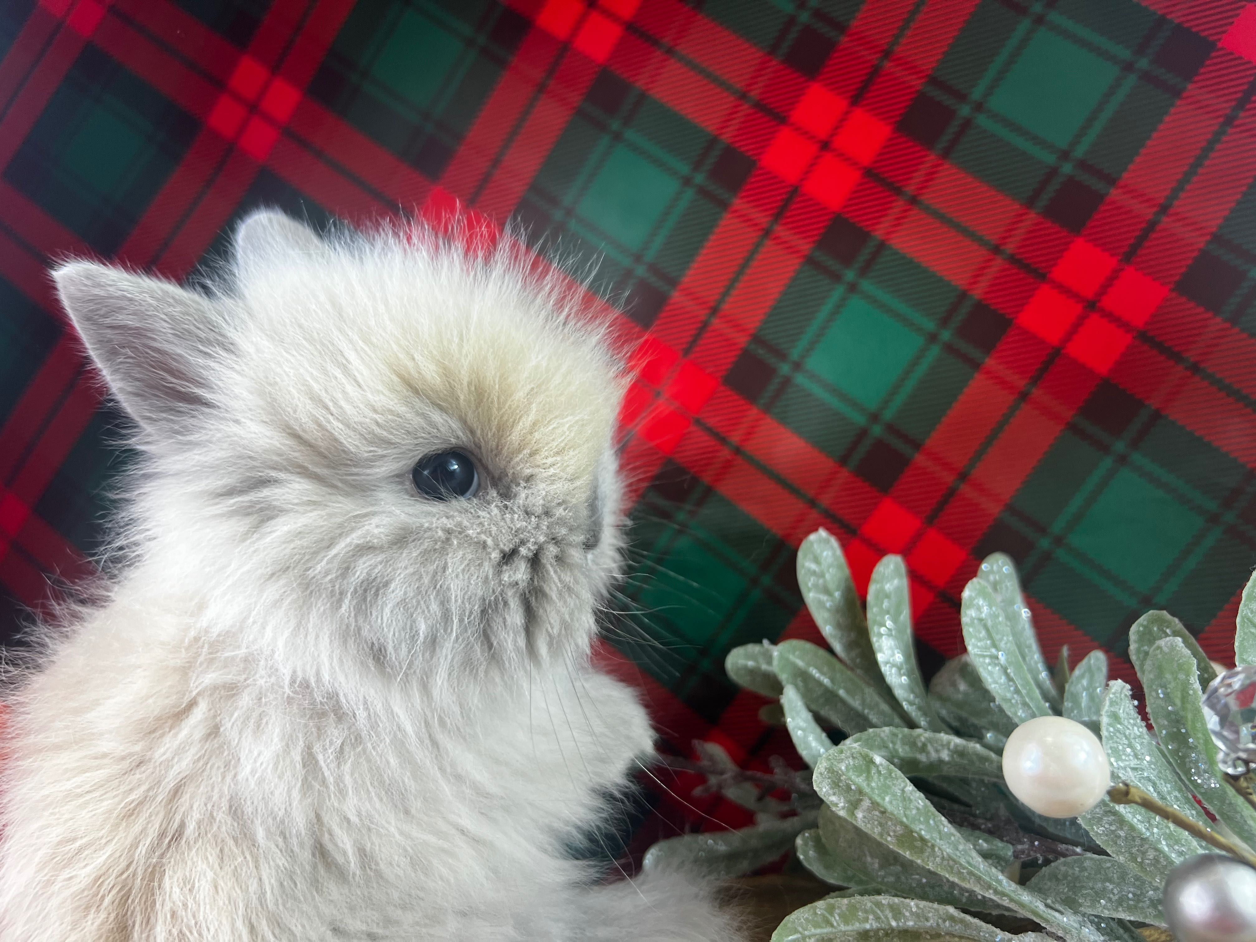 Mini lop karzełek teddy książeczka zdrowia badania