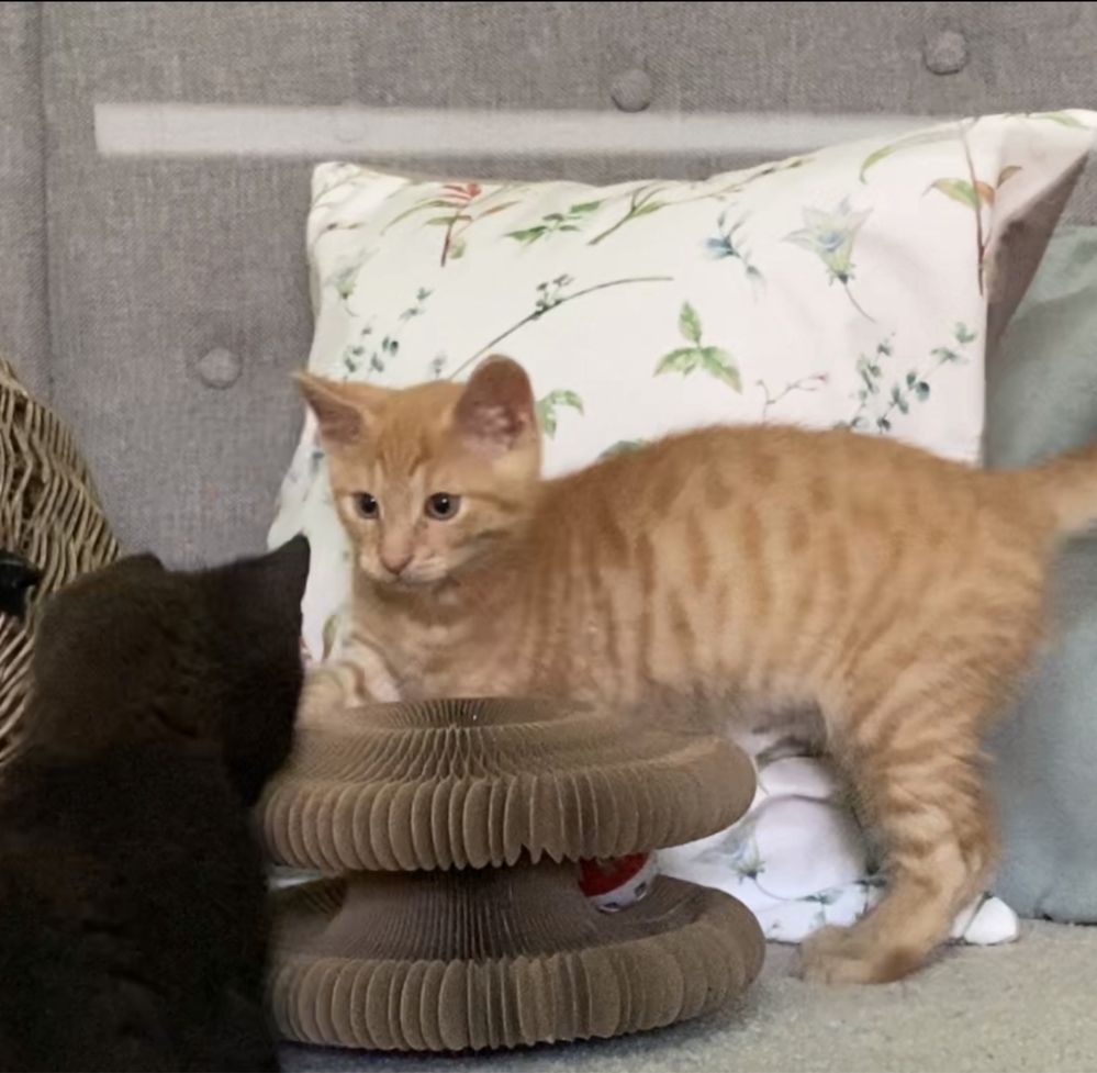 Kotek do adopcji - Omlet -
