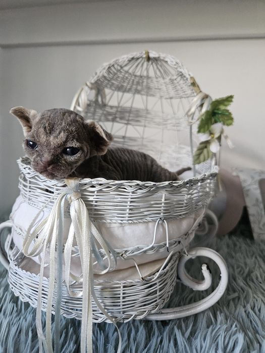 ORIANA Artuditu Devon Rex WCF