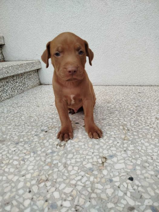 Pit Bull Red Nose Szczeniak