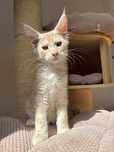Gotowy do odbioru! Kocurek Maine Coon z badaniami Genetycznymi, FPL