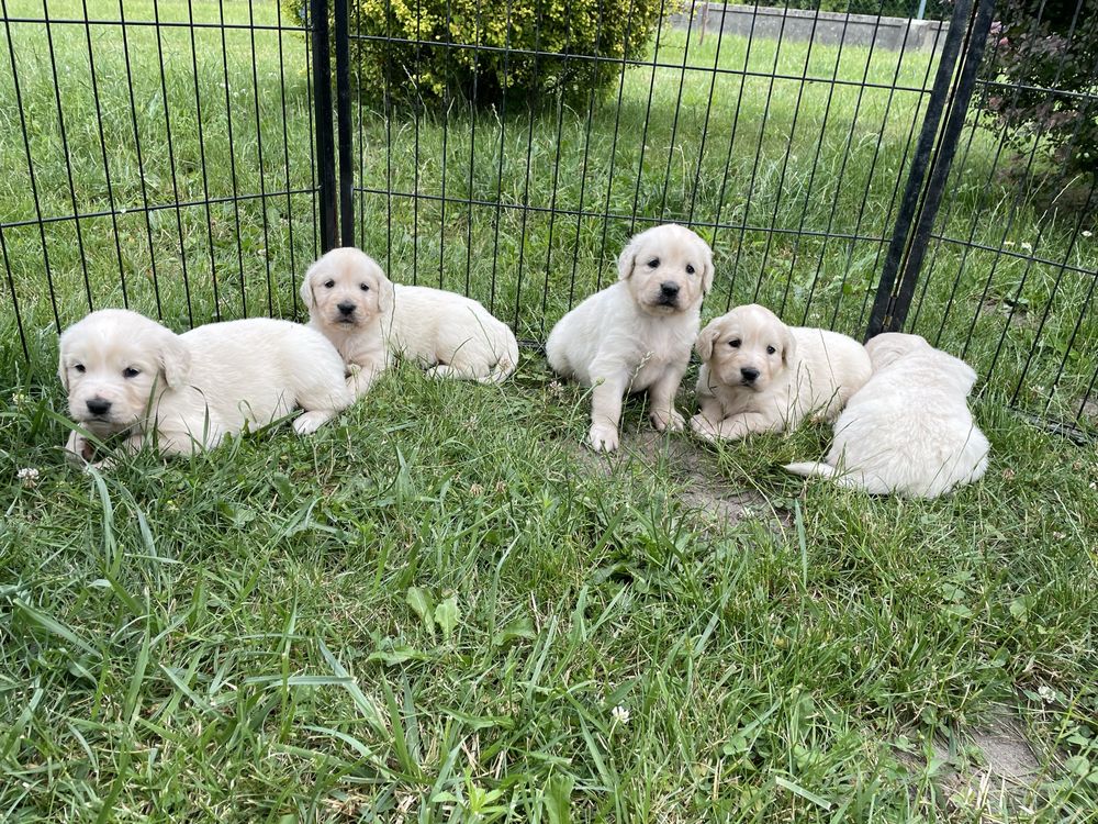 Golden Retriever