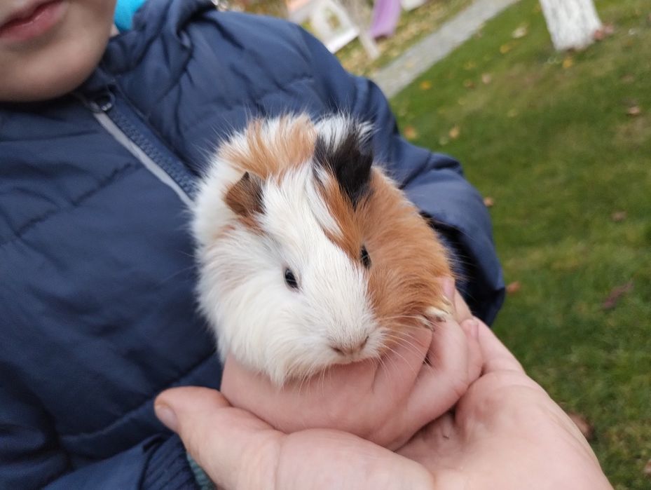 Świnka morska szorstkowłosa 5 tygodni