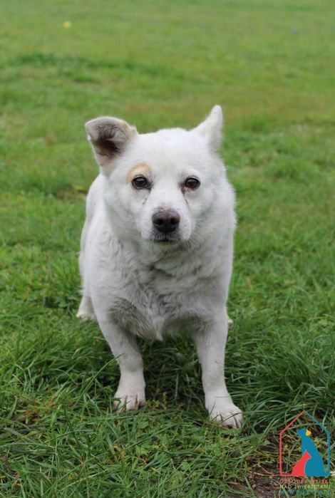 Mała sunia Rysia szuka domu!