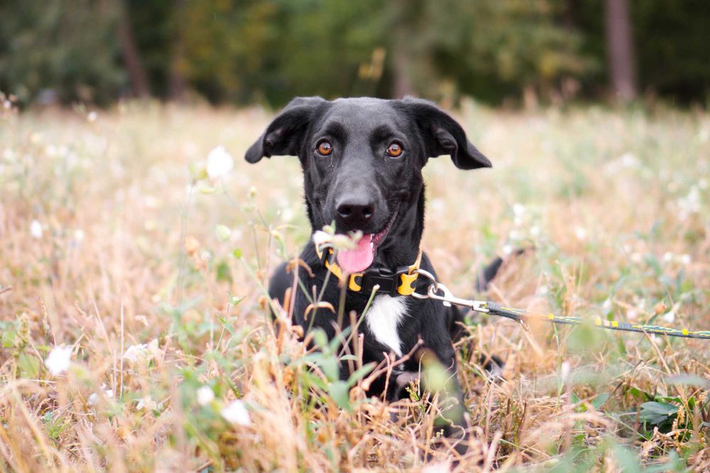 1,5 roczna Kamala szuka domu!