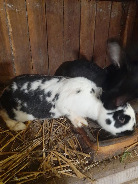 Samce kalifornia mieszane srokacze