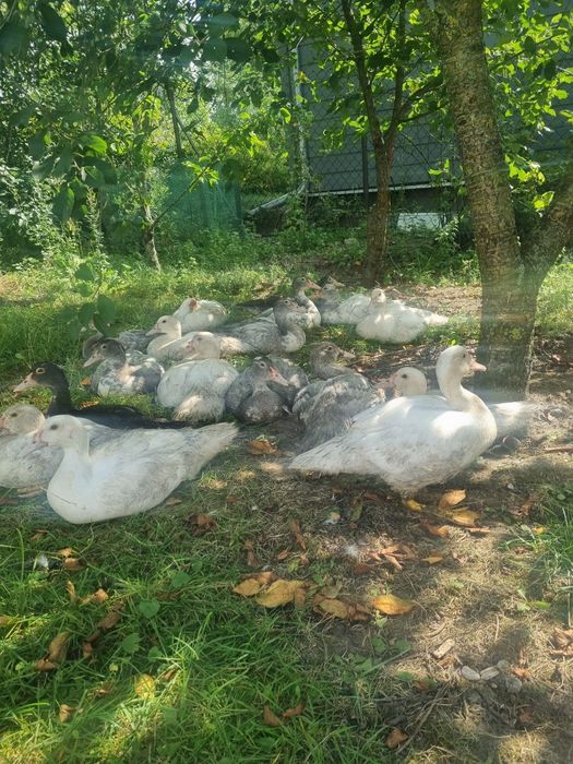 Kaczki z hodowli eko