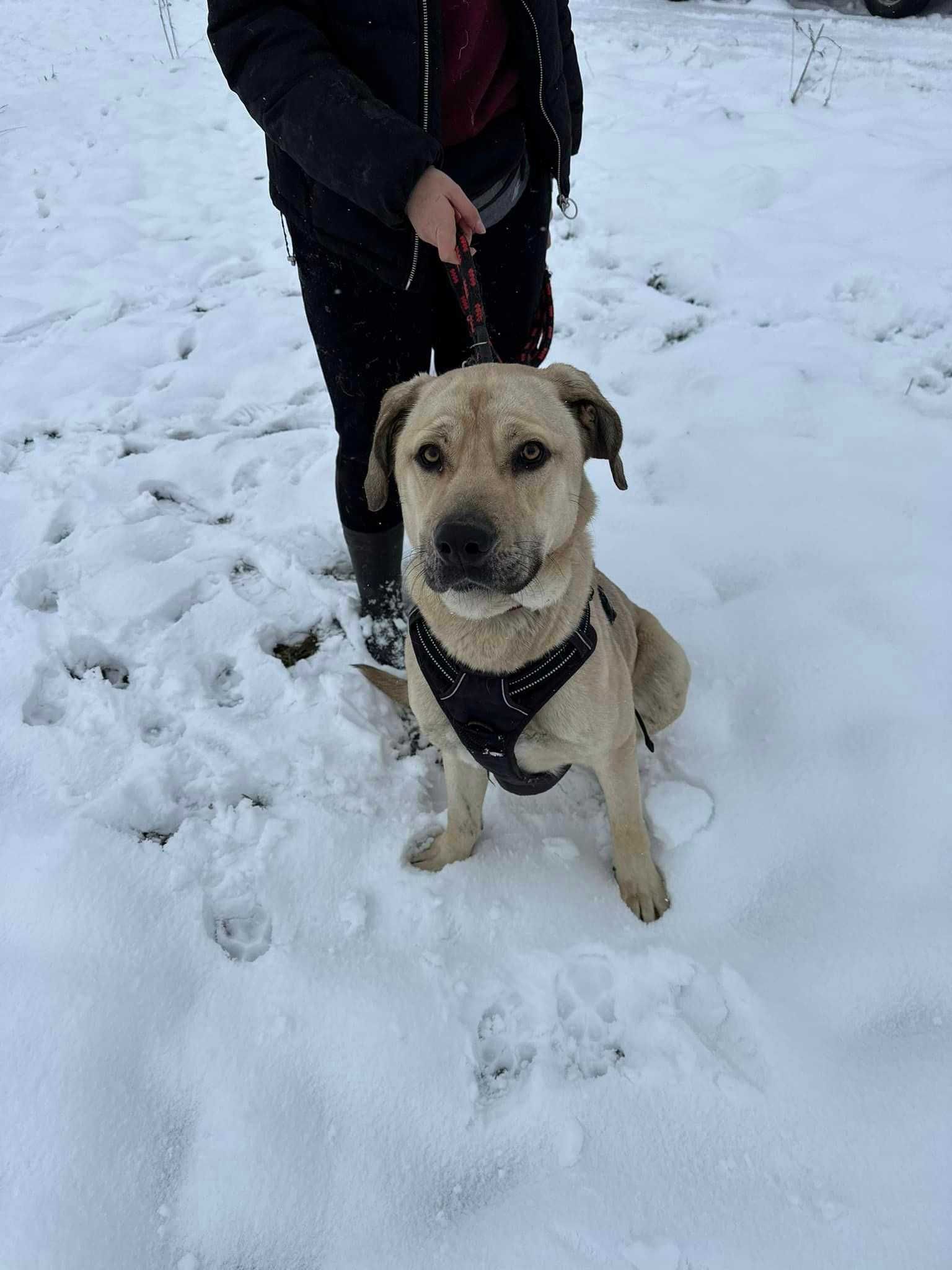 Snow Psi Przystojniak Szuka Domku Na Zawsze