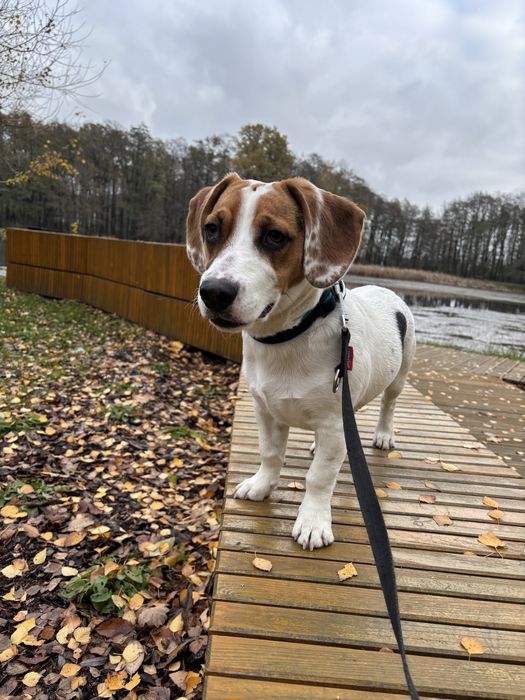 Mały piesek do adopcji – Jack Russell x beagle , 1,5 roku
