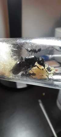 Camponotus vagus Q + 3-5w