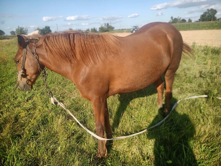 Продам лоша (дівчинка)