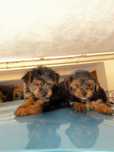 Yorkshire terrier