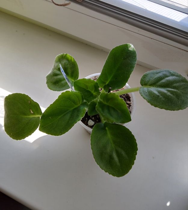 Біла махрова повна фіалка