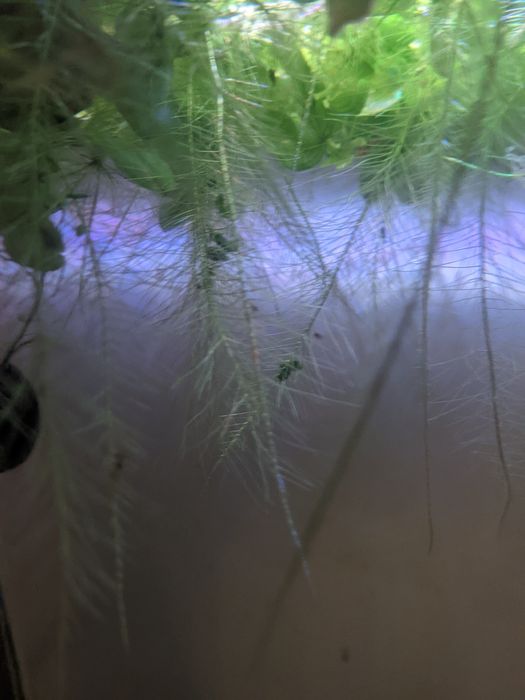 Planta de superfície para lagos/ aquários, Alface D'Água