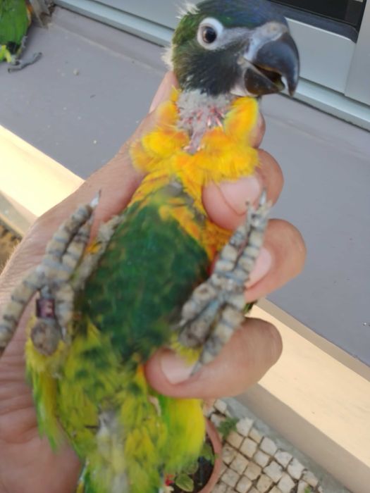 Loris para criar à mão