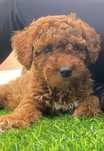 Lindo menino caniche