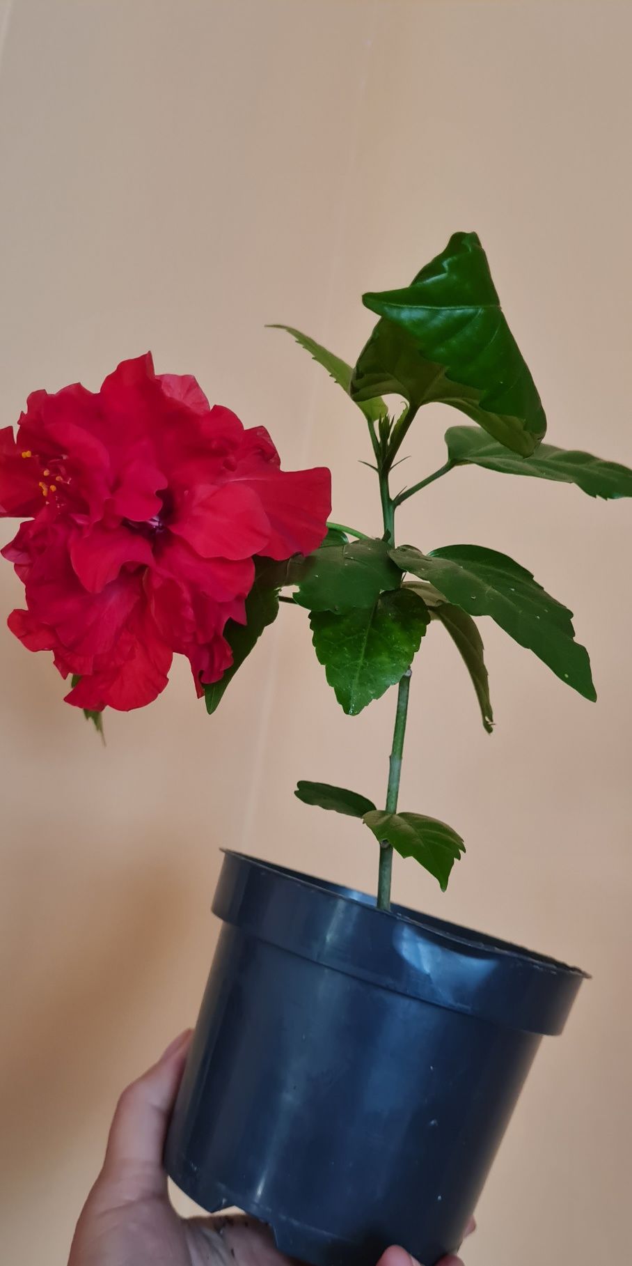 Hibiskus czerwony piękny młody kwiatek