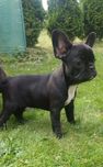 Buldog francuski suczka gotowa na nowy dom