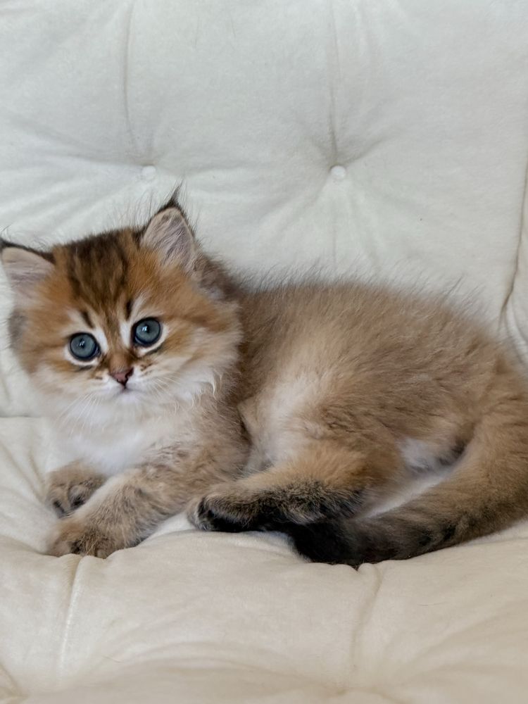 Шотландський котик, scottish straight, шотландські кошенята