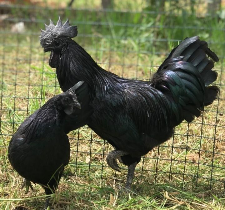 Vendo ayam cemani