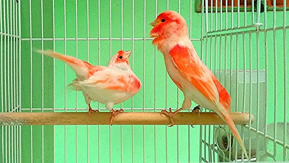Vendo vários tipos de Canários +Gaiola Nova +alimentação adequada