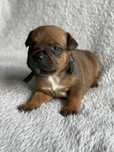Staffordshire Bull Terrier- dostępny rudy piesek Staffik