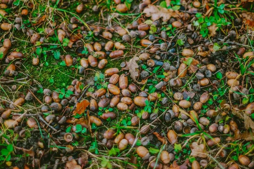Фото модель природа